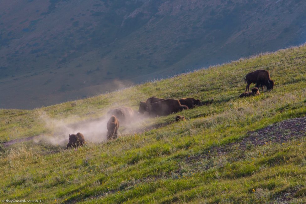 he Buffalo Reserve just outside Waterton NAtional Park