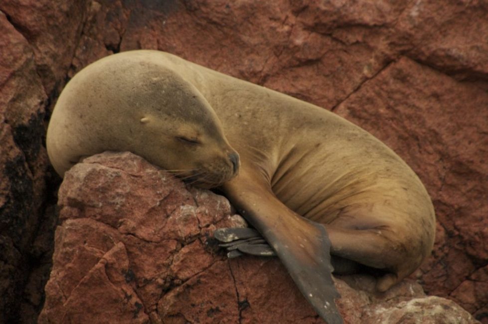 Sealion; Isla Ballestas, Peru