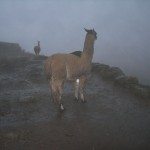 Llamas as we approach the Ruins