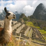 Llamma at Macchu Pichu