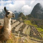 Llama's reside at Machu Picchu