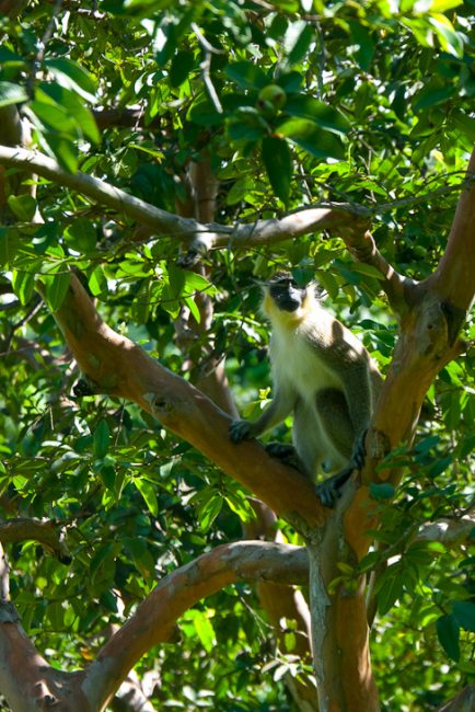 zipline-st-kitts-sky-safaris-zip-line-3 monkey-st-kitts-caribbean