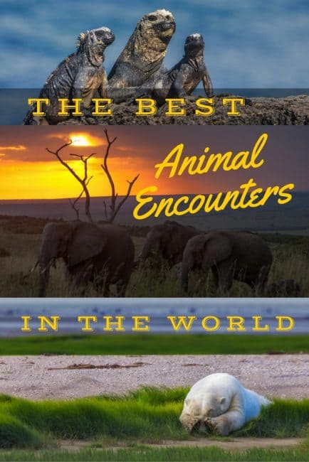animal encounters around the world