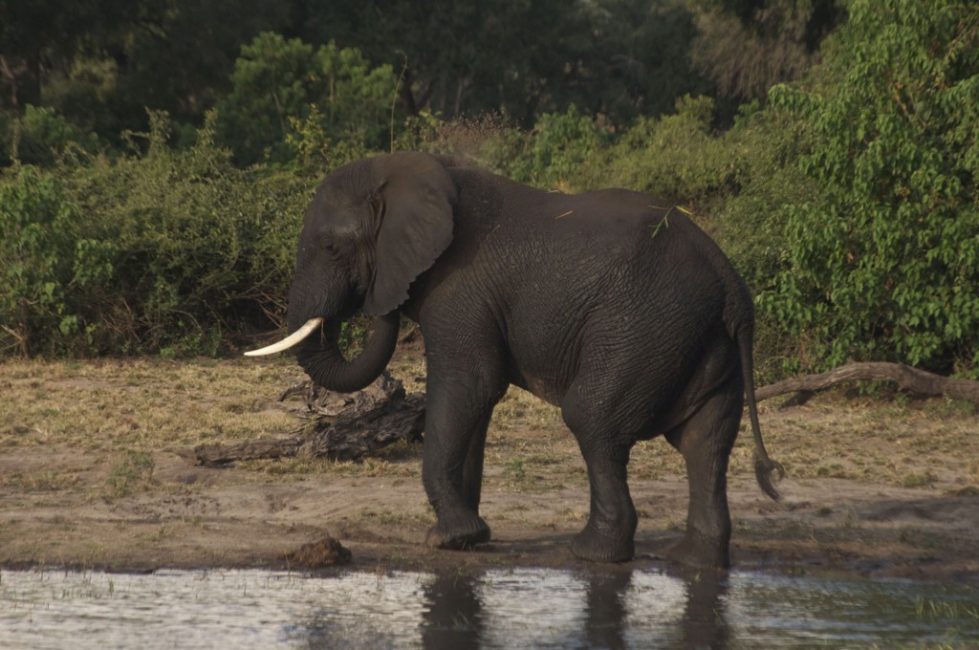 An Elephant in Chobe National Park, Luckily not in our Camp