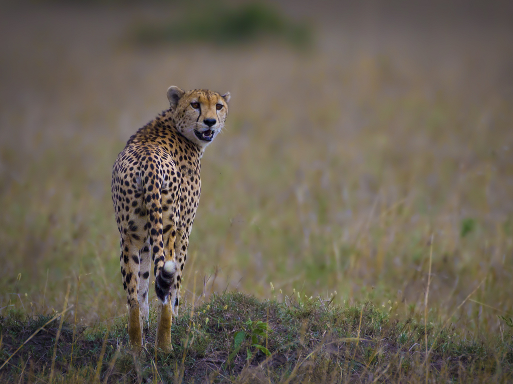 Cheetah-masai-mara The Cheetah of the Masai Mara, Kenya
