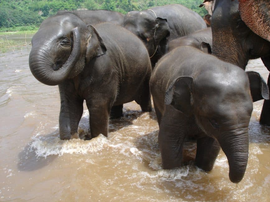 baby elephants Chiang Mai