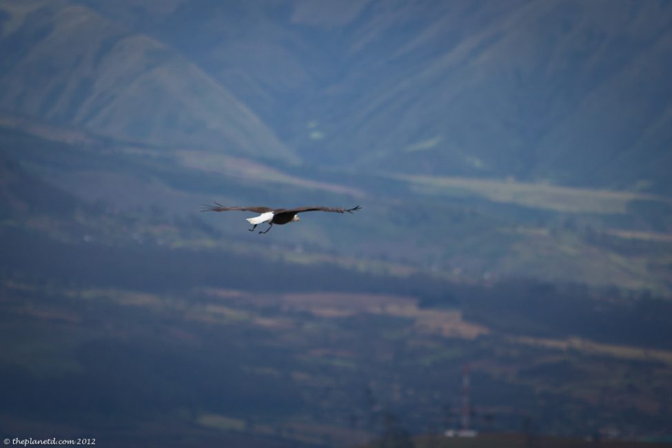 Condors-ecuador-otavalo-3 Condors-ecuador-otavalo-3
