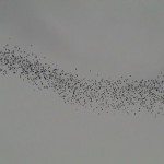 DSC01410
