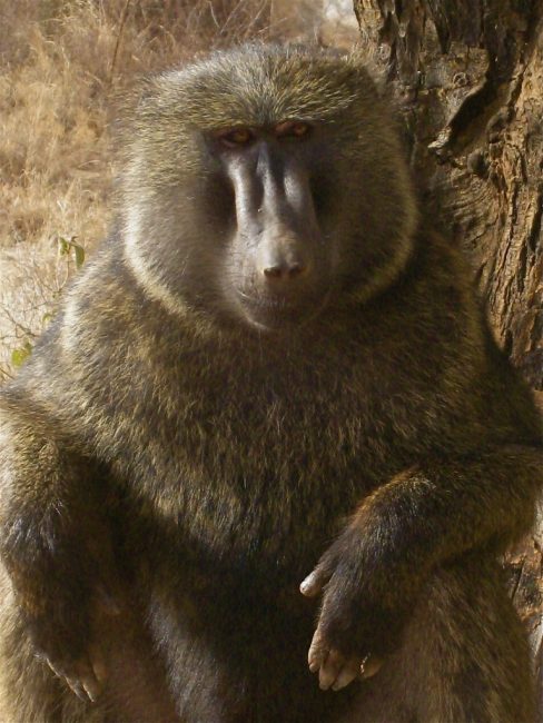 A Nice Baboon in Ethiopia