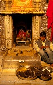 Karni Mata-Rats-Rajasthan-India-4