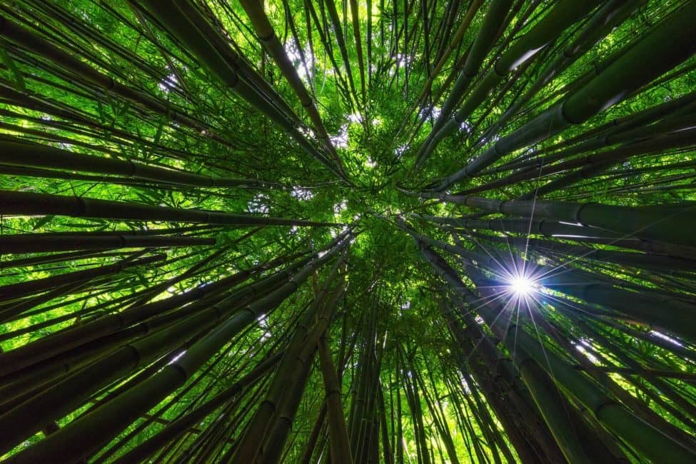 Beautiful Photos of 2015: The Bamboo Forest in Maui