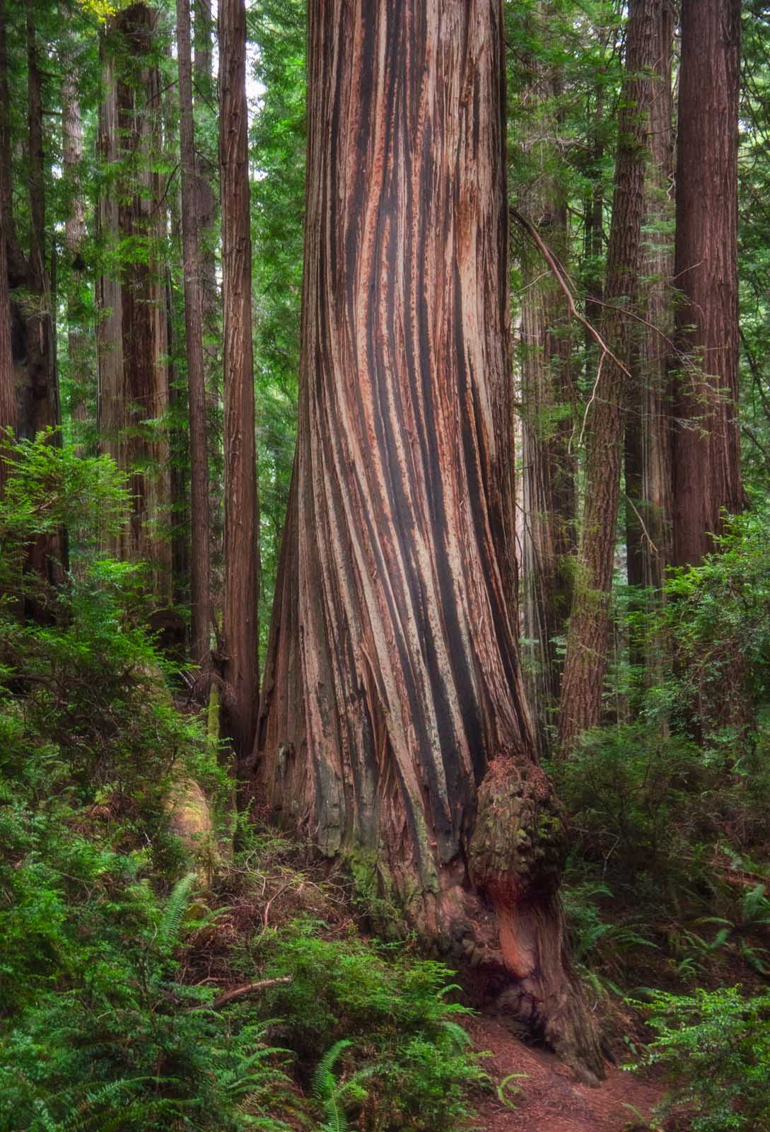 The Complete Guide To Visiting Redwood National Park Best Travel