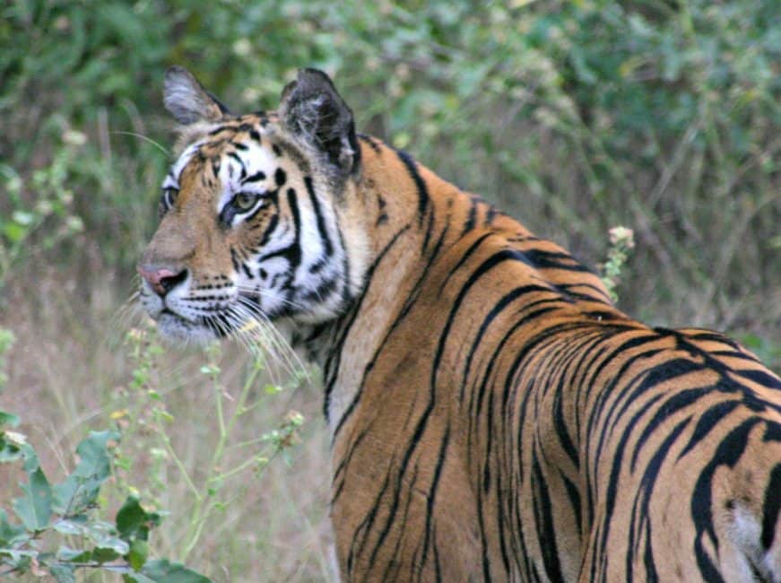 royal bengal tiger looking off Royal Bengal Tigers in India