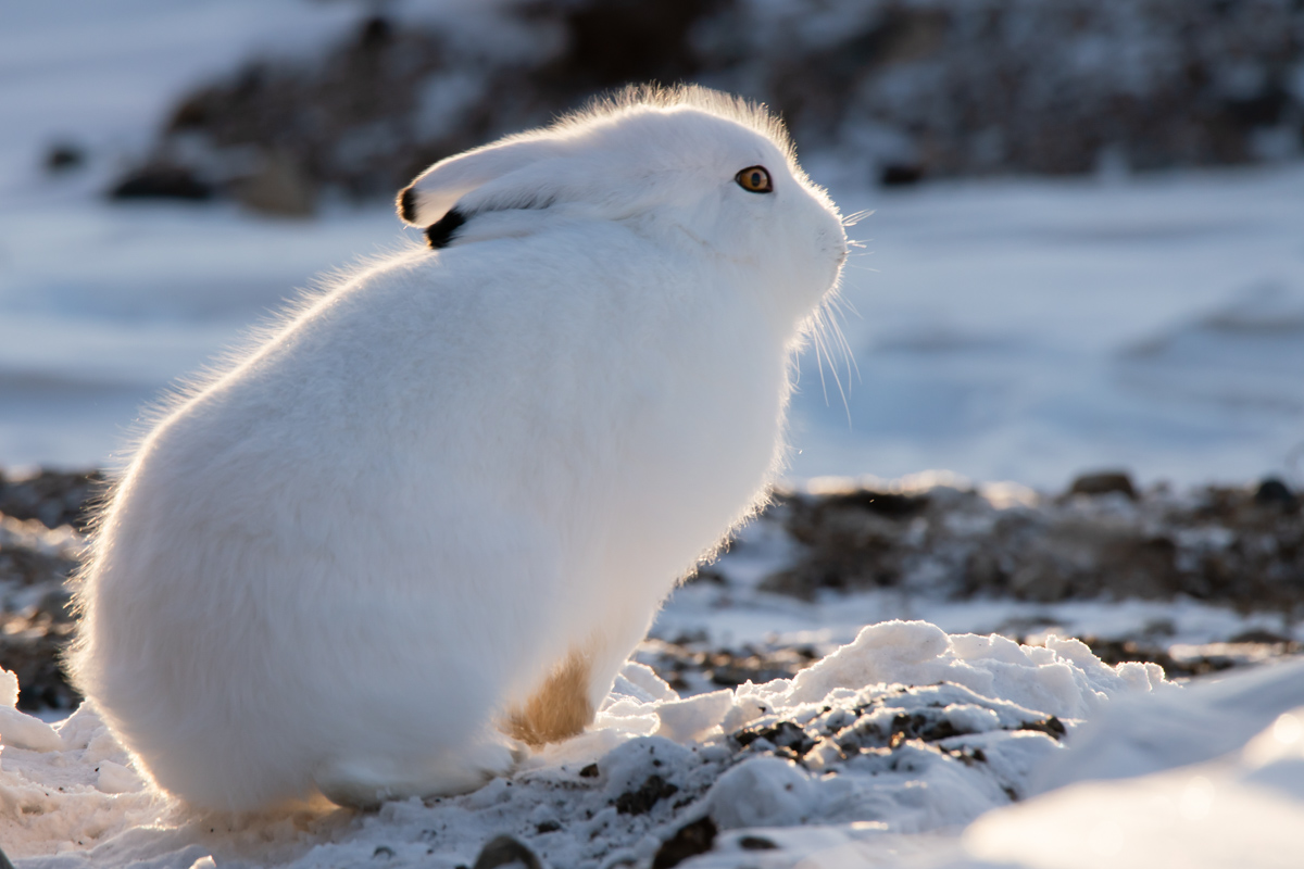 Арктический заяц фото