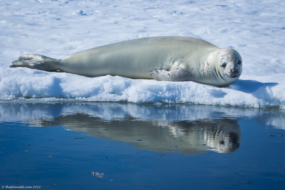 animal encounters antarctica