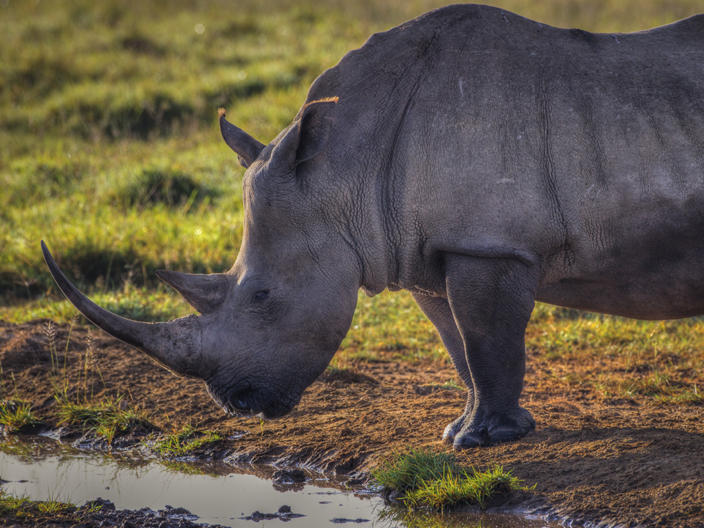 African Big 5 the white rhino A white rhino in Lake Nakuru national park