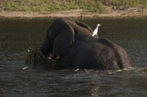 Elephant on Chobe River Cruise, Botswana