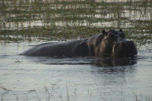 Hippo on Chobe River Cruise
