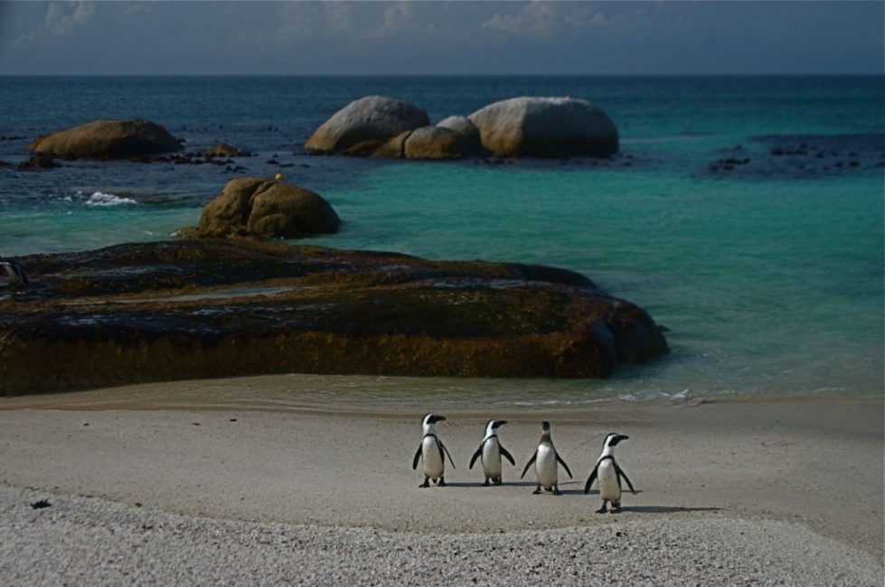 Simon's Town Penguins