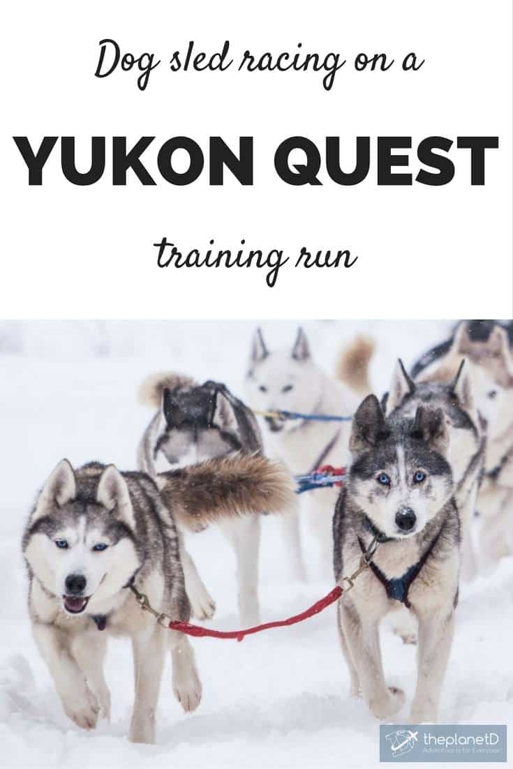 dog sled racing on a Yukon Quest training run