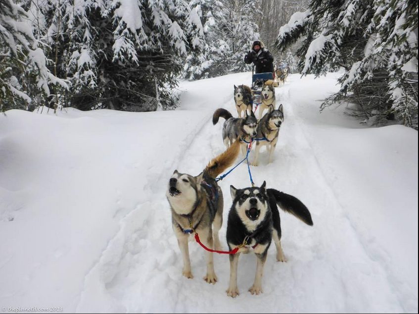 Dogsledding Ontario Your Ticket to Adventure in Canada