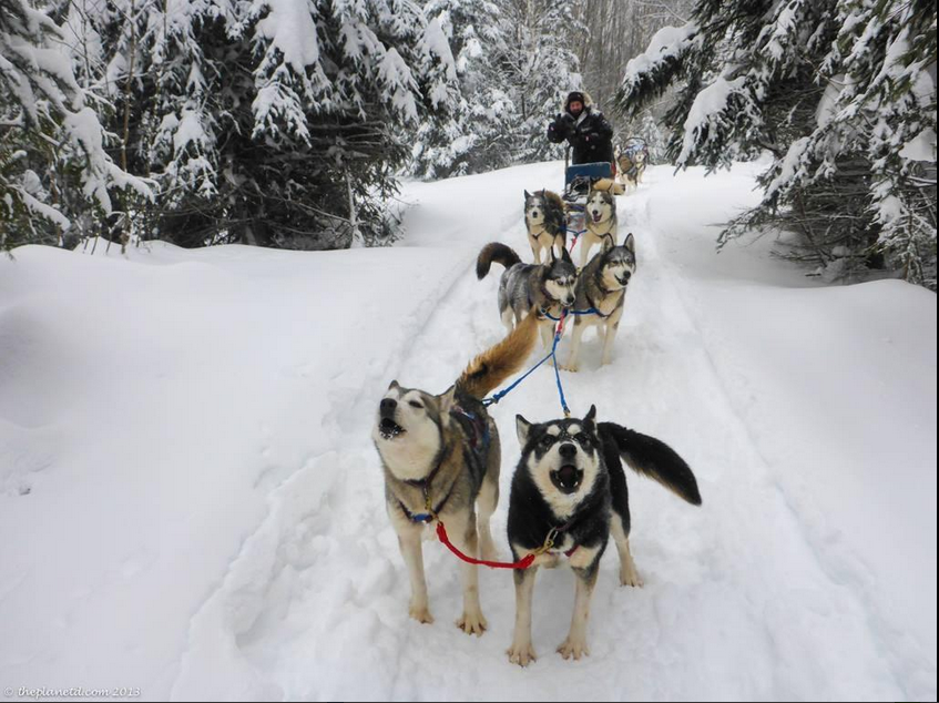 Dogsledding Ontario Your Ticket to Adventure in Canada