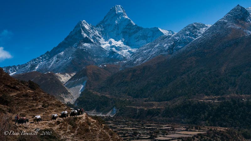 EBC Trek yak trains