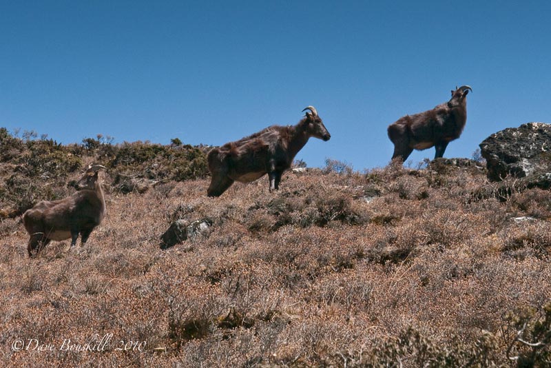 ebc trek wildlife rams