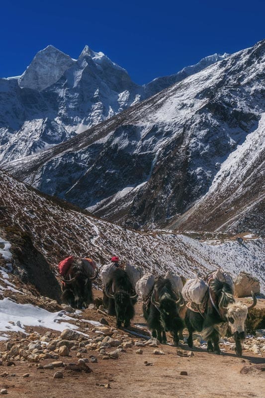 yak rows ebc trek