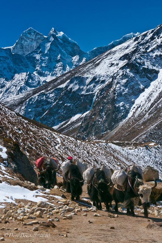 EBC Trek yaks