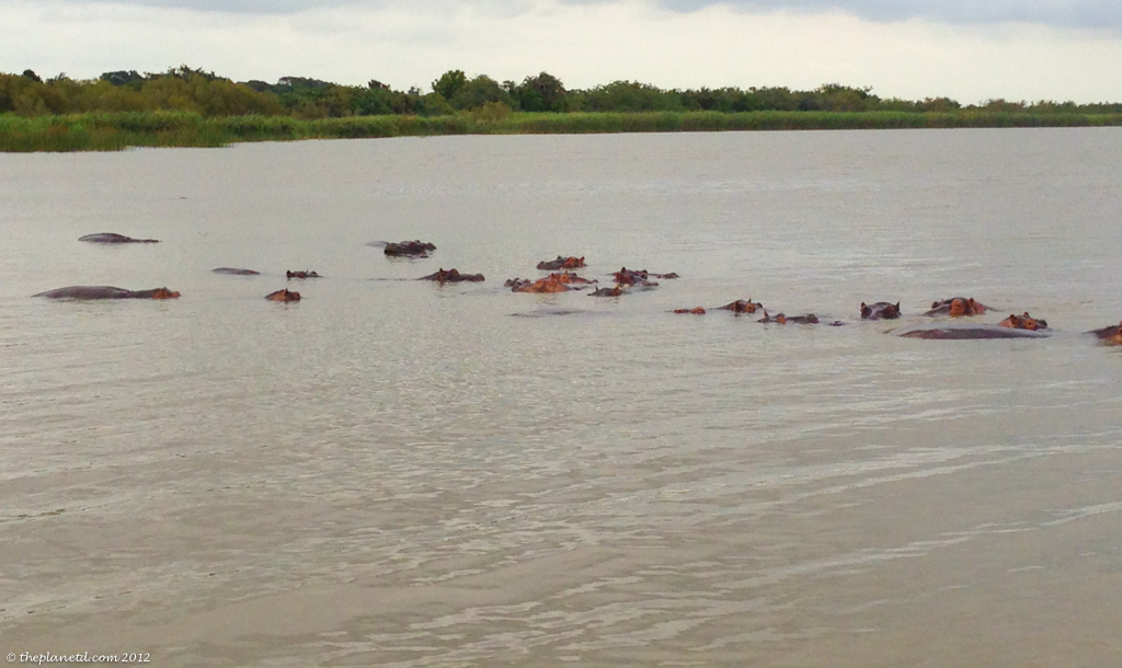 kayaking with crocodiles and hippos
