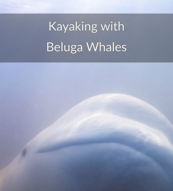 beluga whales kayaking adventure