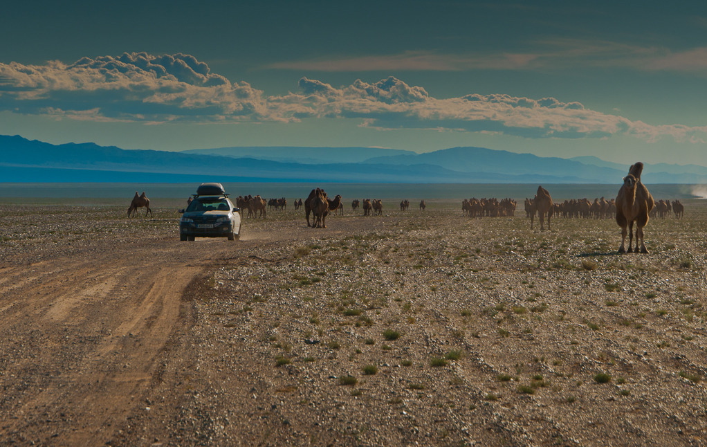 mongolrallycamelscarmongolia