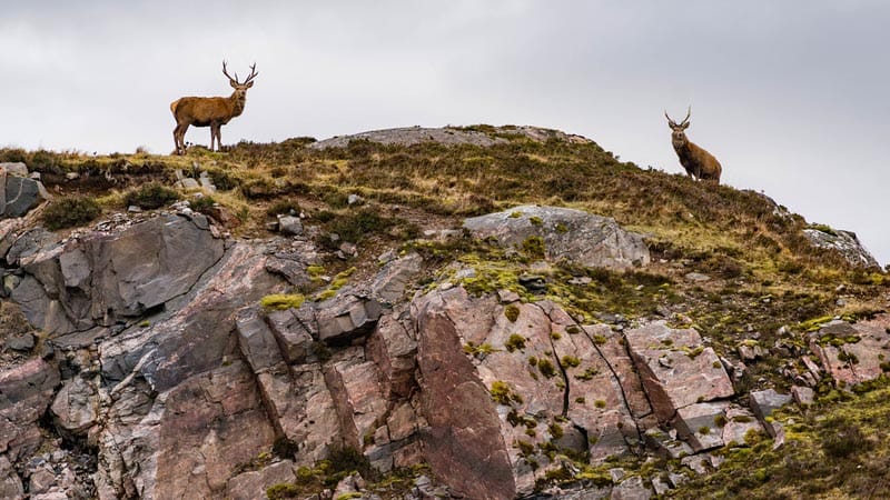 Stags on a hill in scotland
