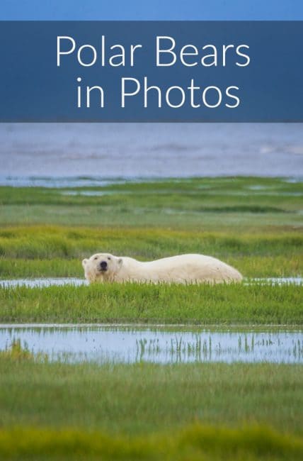 polar bears in photos