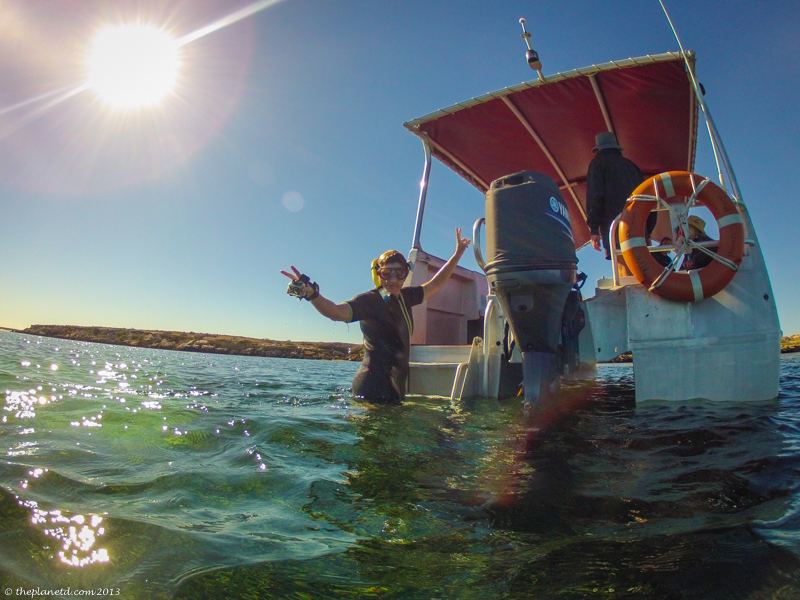 Swimming with dolphins in Baird Bay