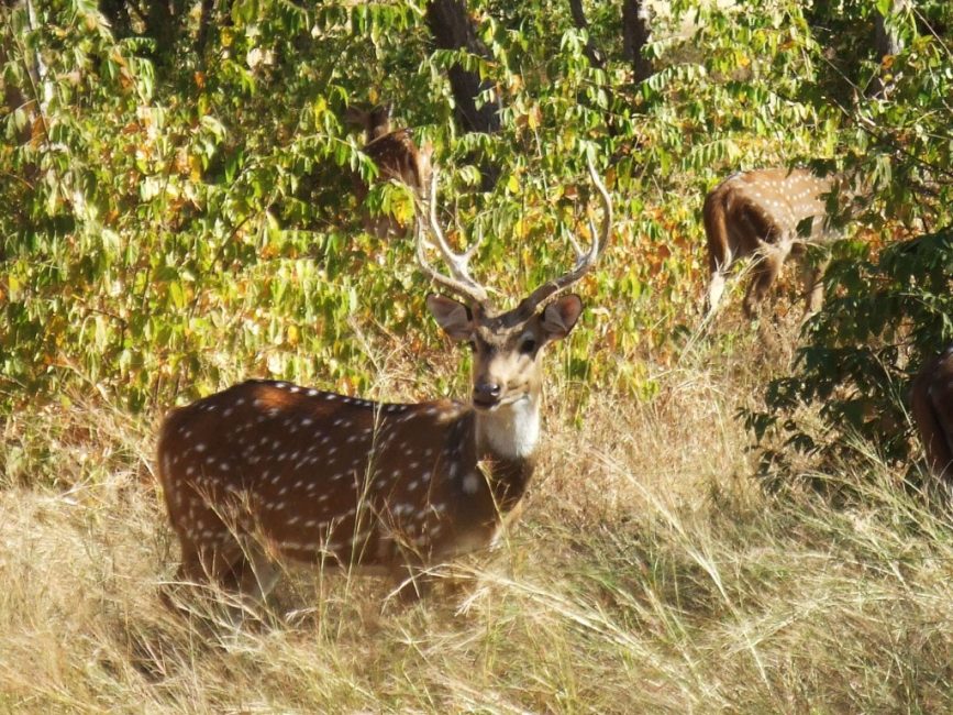 ranthambore, india