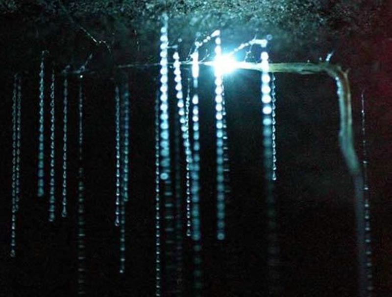 glowworm caves new zealand unique things to do in New Zealand glow worms