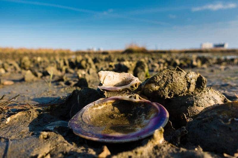 oyster tour in Virginia Beach