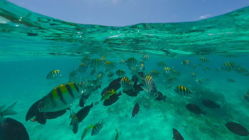 snorkeling