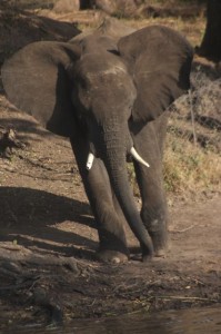 Elephant of Chobe National Park