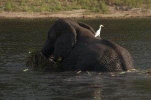 Elephant on Chobe River Cruise, Botswana