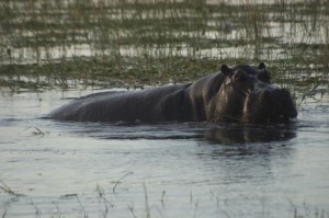 Hippo on Chobe River Cruise