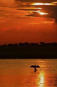 Chobe River Cruise, Botwana