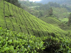 dsc00987