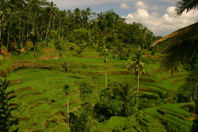 Ubud-bali-romantic-travel-destination Rice Terraces of Ubud in Bali makes for romance