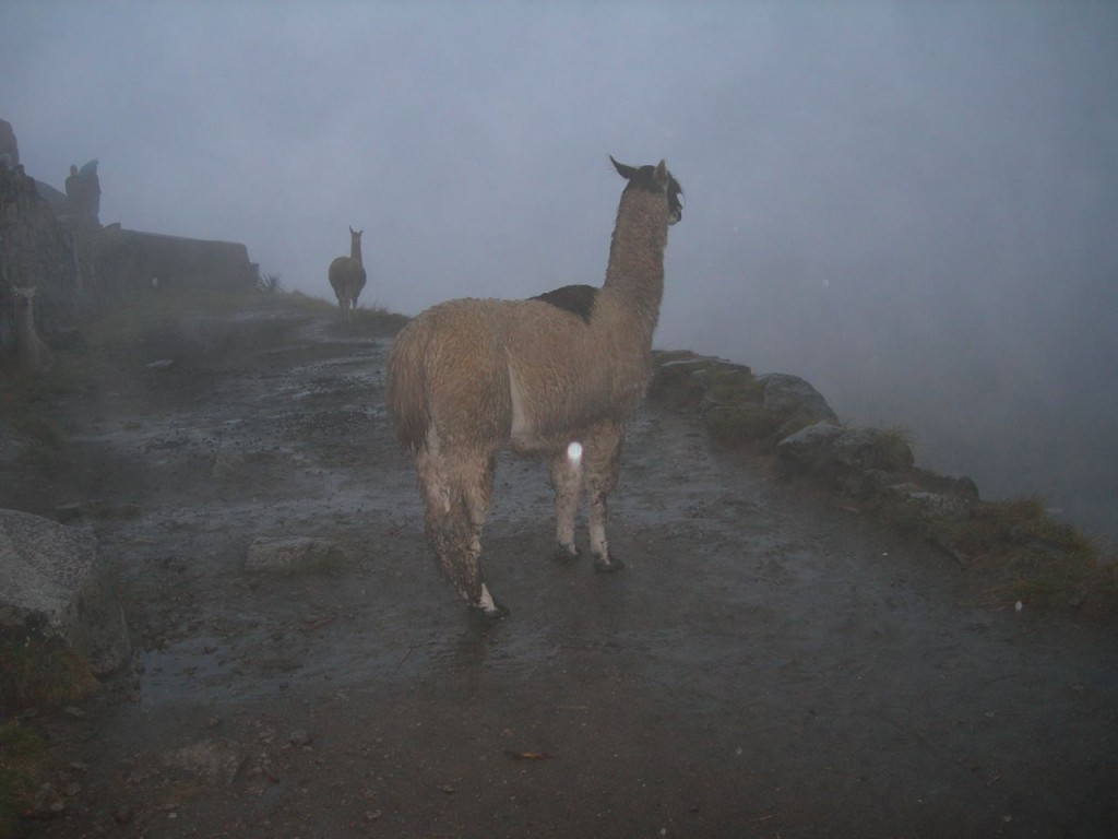 Llamas as we approach the Ruins