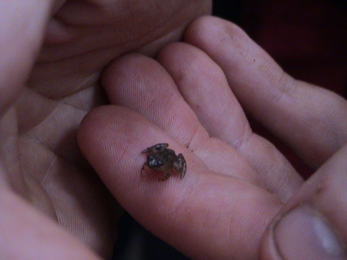 Malaysia-Borneo-Wildlife-Frog Smallest Frog in the World in Malaysian Borneo