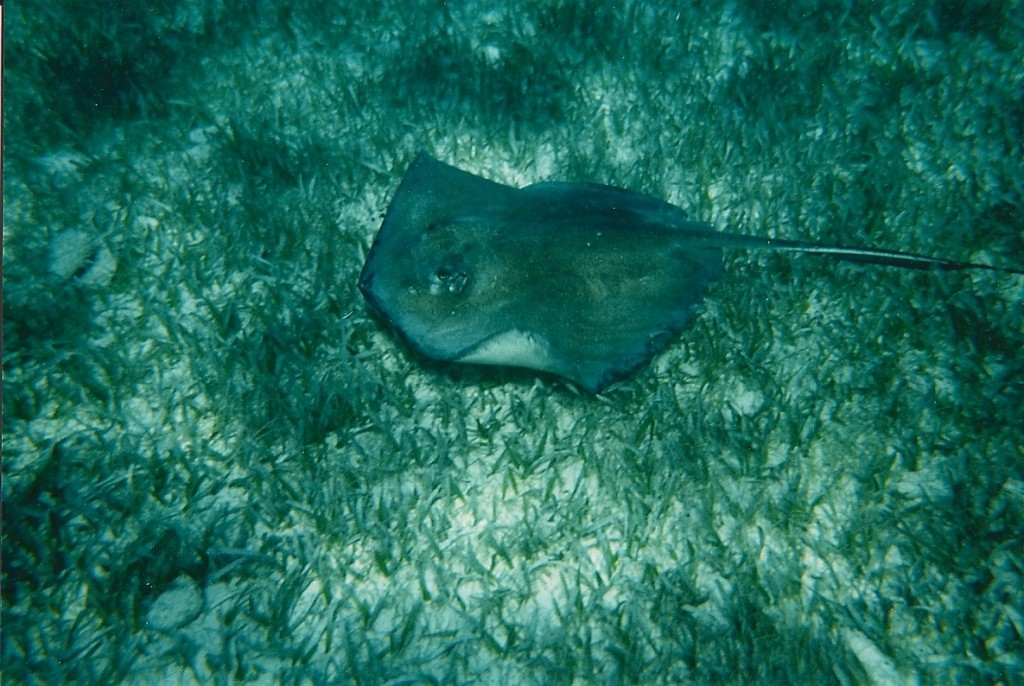 Manta Ray at Shark Ray Alley