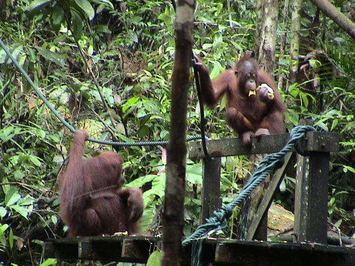 Seminggok-Orangutan-Rehabilitation-Centre Seminggok Orangutan Centre, Sarawak Borneo